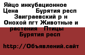 Яйцо инкубационное yt › Цена ­ 10 - Бурятия респ., Заиграевский р-н, Онохой пгт Животные и растения » Птицы   . Бурятия респ.